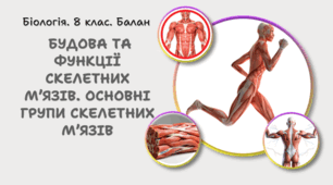 Будова та функції скелетних м’язів. Основні групи скелетних м’язів. 8 клас НУШ