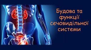 Конспект уроку у 8 класі на тему: "Видільна система"