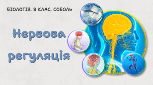 Нервова регуляція. 8 клас НУШ.