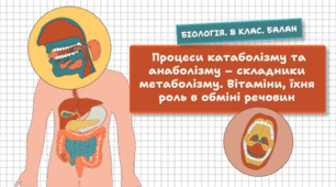 Процеси катаболізму та анаболізму – складники метаболізму. Вітаміни, їхня роль в обміні речовин. 8 клас НУШ