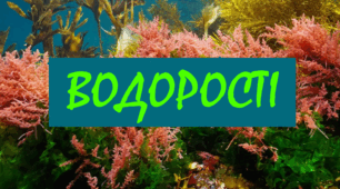 7 клас. Тестування з теми "Водорості"
