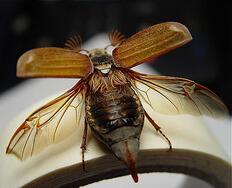 09008mzg-e490-232x188.jpg