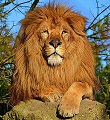 09008n8u-c5a2-220x240.jpg