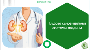 Презентація, конспект уроку та робочі аркуші на тему "Будова сечовидільної системи людини". 8 клас НУШ