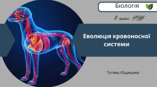 Еволюція кровоносної системи. 8 клас. НУШ