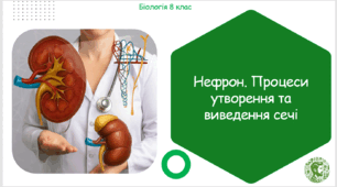 Презентація, конспект уроку та робочі аркуші на тему "Нефрон. Процеси утворення та виведення сечі". 8 клас НУШ