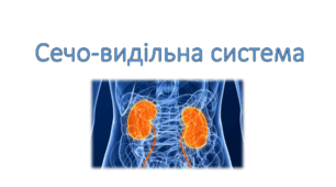 Завдання до теми "Сечо- видільна система"
