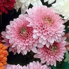 09008zwc-3c19-225x225.jpg