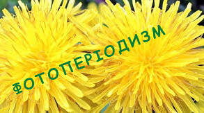 Фотоперіодизм та його адаптивне значення.
