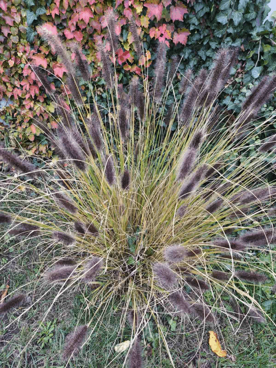 090093a7-0391-940x1253.png