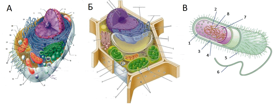 0900984g-c01e-940x359.png