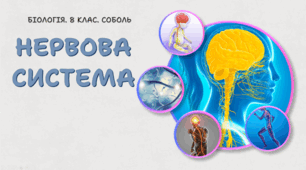 Нервова система. 8 клас НУШ