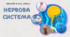 Нервова система. 8 клас НУШ