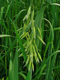 09009ky6-b3c6-194x259.jpg