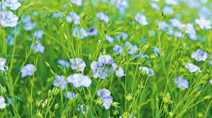 09009l1n-a04d-301x168.jpg