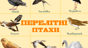 Міні-проєкт на тиждень «Наші пернаті друзі: Перелітні птахи»
