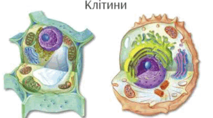 Структура еукаріотичної клітини: поверхневий апарат. Транспорт речовин через плазматичну мембрану