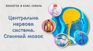 Центральна нервова система. Спинний мозок. 8 клас НУШ