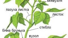 7 клас НУШ тема: Лабораторна робота № 2 “ Дослідження пагонів та бруньок різних рослин” 