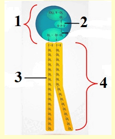 09009qib-46e7-230x277.png