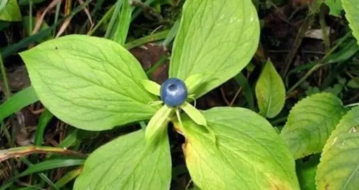 09009vd7-9ea3-700x370.webp