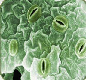 0900a0ww-1efe-286x267.png