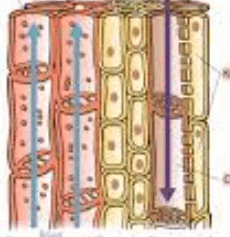0900a0z4-c07c-230x237.png