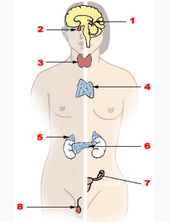 0900a124-e6a9-343x447.png