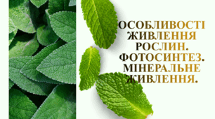 6 клас Пізнаємо природу НУШ. Презентація уроку "Особливості живлення рослин".