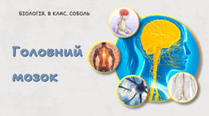 Головний мозок. 8 клас НУШ