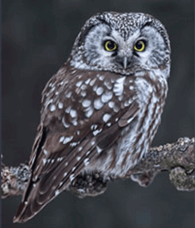 0900a6tk-6285-386x451.png