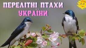 Міні-проєкт: «Крилата осінь: Прощання з перелітними птахами»