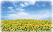0900a8yh-600a-218x132.png