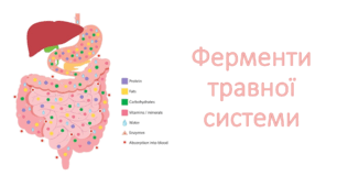 Завдання до теми "Ферменти травної системи людини"