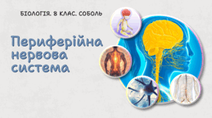 Периферійна нервова система. 8 клас НУШ