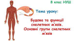 Презентація з біології "Будова та функції скелетних м’язів.  Основні групи скелетних м’язів ." 8 клас НУШ