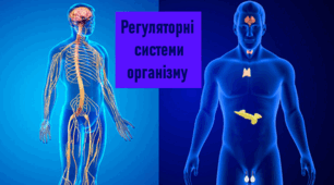 8 клас. Комплексна діагностувальна робота № 2 з теми "Регуляторні системи організму людини"_2 варіант