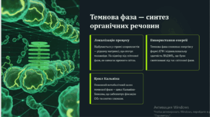 Фотосинтез: світлова та темнова фаза
