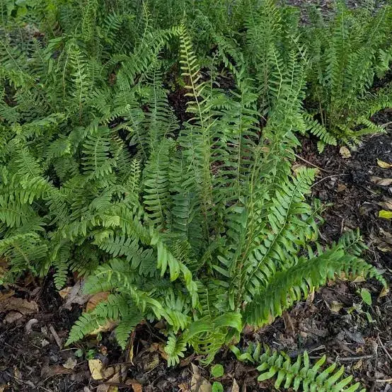 Polystichum acrostichoides - Christmas Fern - Sugar Creek Gardens