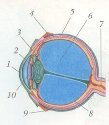0900b49r-e9aa-226x258.jpg