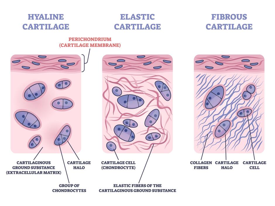 Зображення: Types of Cartilage Tissue Hyaline Elastic Fibrous