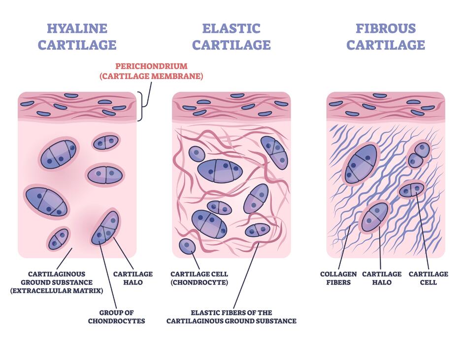 Зображення: Structure of Cartilage Tissue
