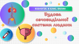 Будова сечовидільної системи людини. 8 клас НУШ.