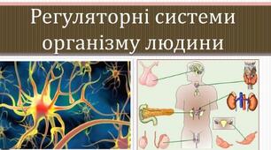 Регуляторні Системи Організму( 1)