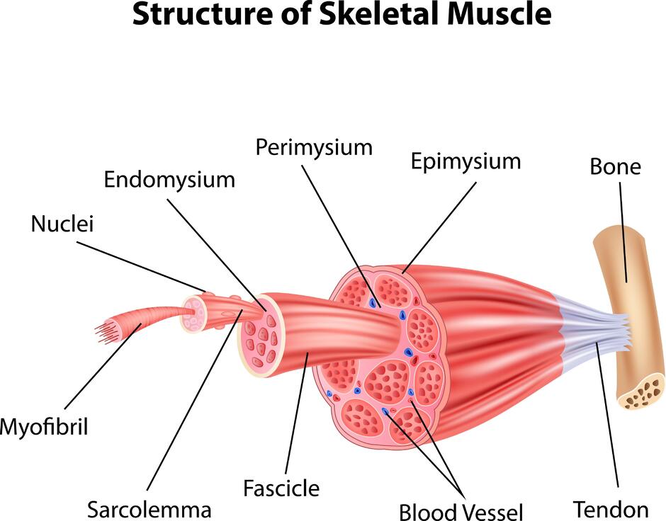 Зображення: Structure of skeletal muscle