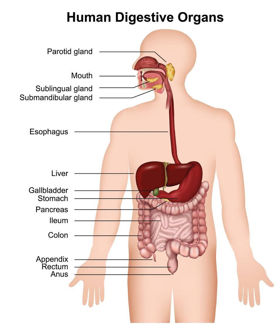 Зображення: the human digestive system