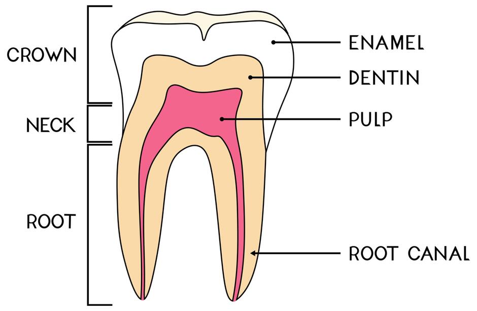 Зображення: the external structure of human tooth