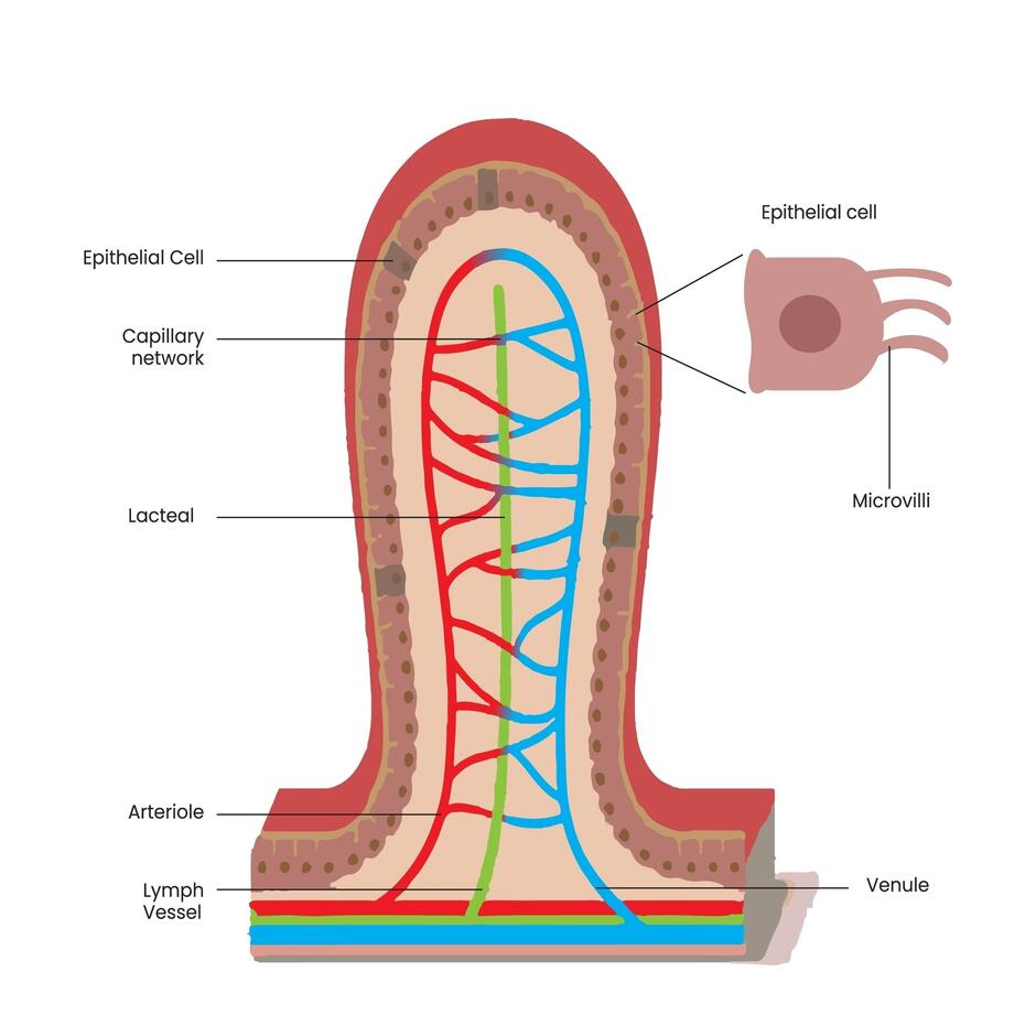 Зображення: the structure of the small intestine villi