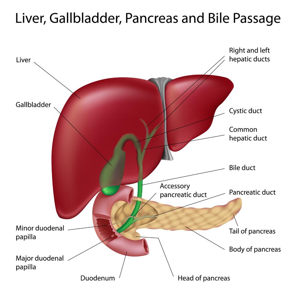 Зображення: the location and functions of the liver and pancreas
