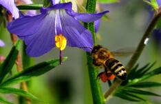 0900bne8-7a81-234x151.jpg